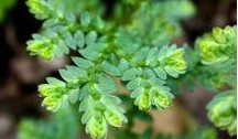 Selaginella uncinata (Desv.) Spring