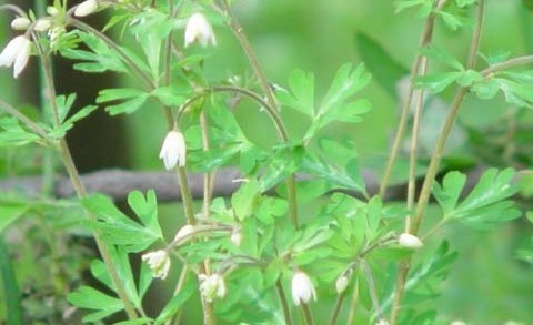 Semiaquilegia adoxoides (DC.) Makino