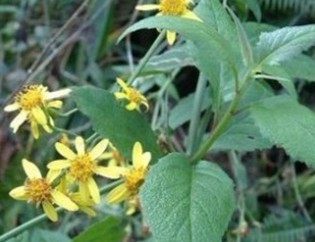 Senecio scandens