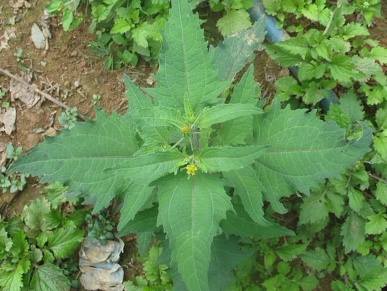 Siegesbeckia orientalis L.