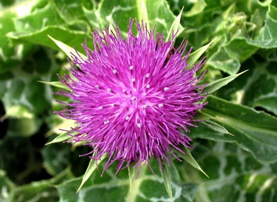 Silybum marianum (L.) Gaertn.