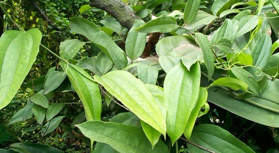 Smilax glabra Roxb.