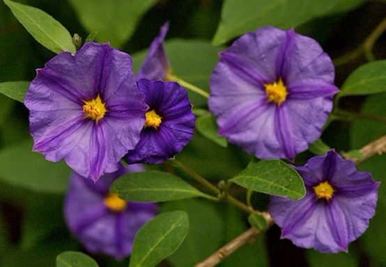 Solanum aviculare Forst.