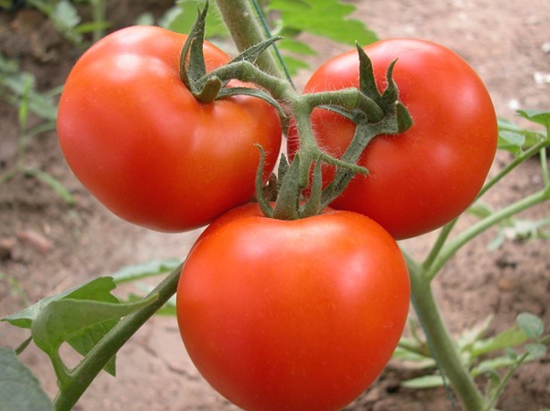 Solanum lycopersicum