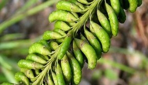 Sophora alopecuroidos L.