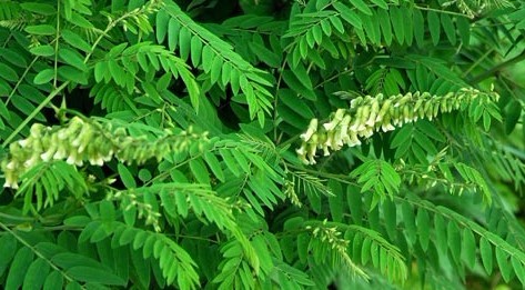 Sophora flavescens Ait