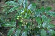 Sophora tonkinensis Gapnep.