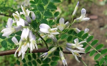 Sophora viciifolia Hance