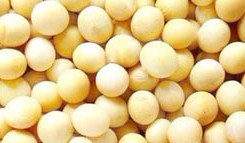 Soybean