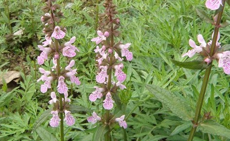 Stachys japonica Miq.