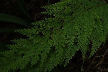 Stenoloma chusanum (L.) Ching