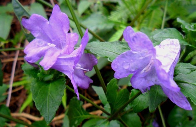 Strobilanthes cusia (Nees) Ktze.