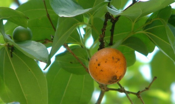 Strychnos nux-vomica L.