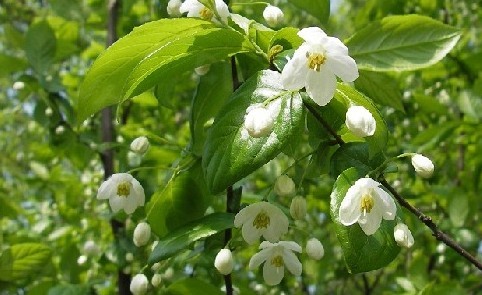 Styrax tonkinensis (Pierre) Craib ex Hart.