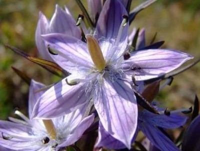 Swertia bimaculata (Sieb.et Zucc.)Hook.f.et Thoms. H. Smith