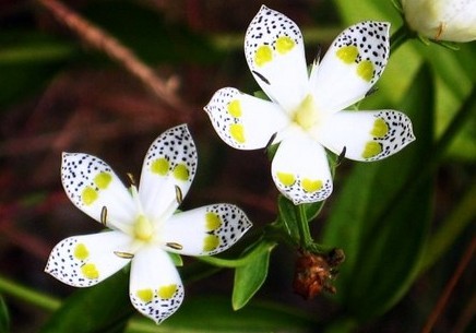 Swertia bimaculata (Sieb.et Zucc.)Hook.f.et Thoms.ex Clarke 