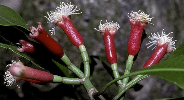 Syzygium aromaticum (L.) Merrill 