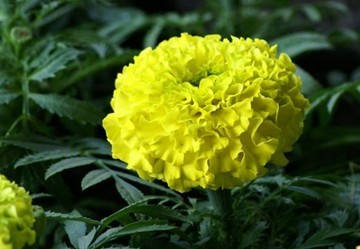 Tagetes erecta L.