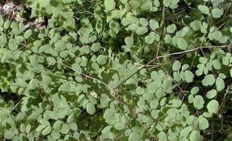 Thalictrum aquilegifolium L. var. sibiricum Regel