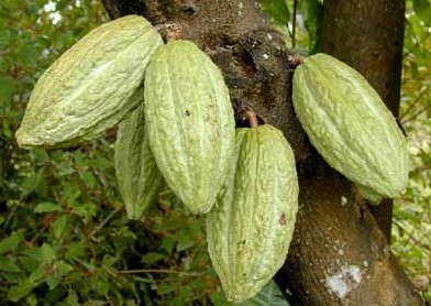 Theobroma cacao L.