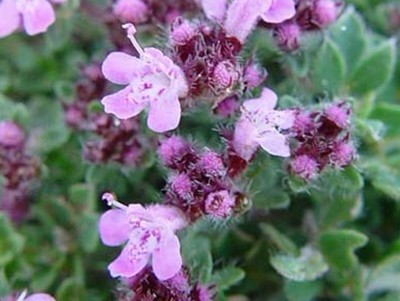 Thymus serpyllum L.