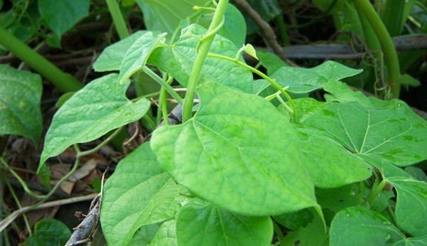 Tinospora sinensis (Lour.) Merr.