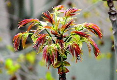 Toona sinensis