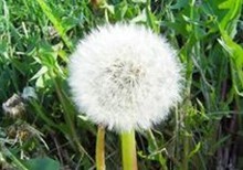 Taraxacum mongolicum Hand. Mazz.