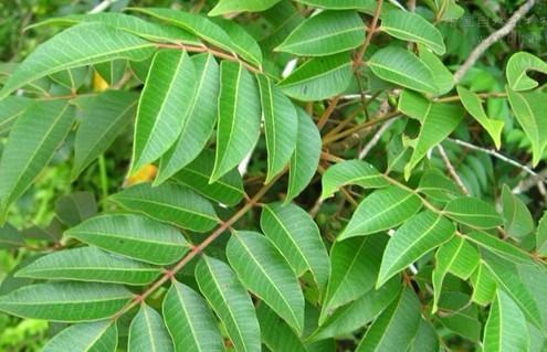 Toxicodendron succedaneum (L.)O.Kuntze