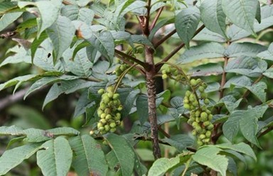 Toxicodendron vernicifluum (Stokes) F.A.Barkley