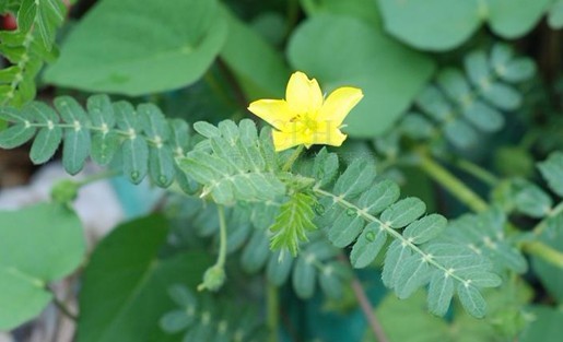 Tribulus terrestris L.