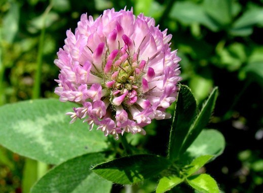 Trifolium pratense L.