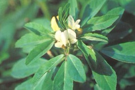 Trigonella foenum-graecum L.