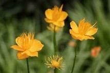 Trollius chinensis Bunge