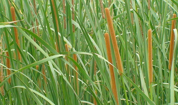 Typha angustifolia L.