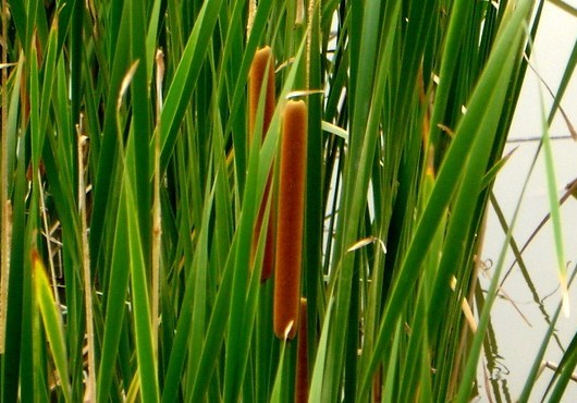 Typha orientalis Presl.