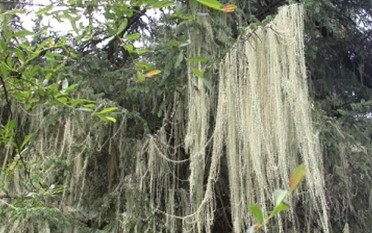 Usnea diffracta Vain.