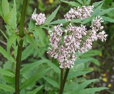 Valeriana officinalis L.