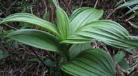 Veratrum grandiflorum Loes.