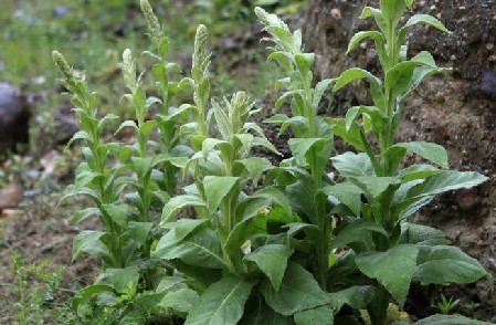 Verbascum thapsus L.