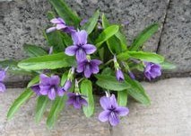 Viola yedonensis Makino