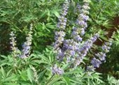 Vitex negundo Linn. var. cannabifolia