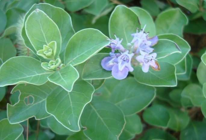 Vitex trifolia L. var. simplicifolia Cham.