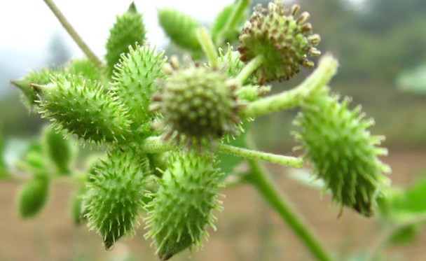 Xanthium sibiricum Patrin