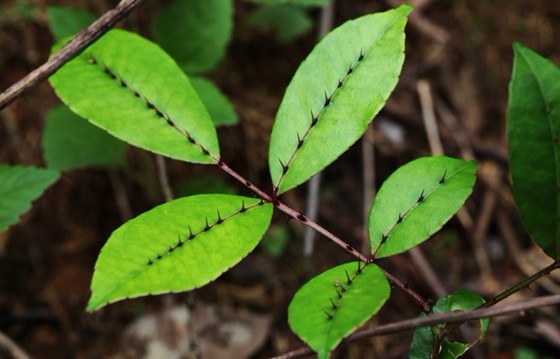 Zanthoxylum nitidum (Roxb.) DC.