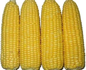 Zea mays L.