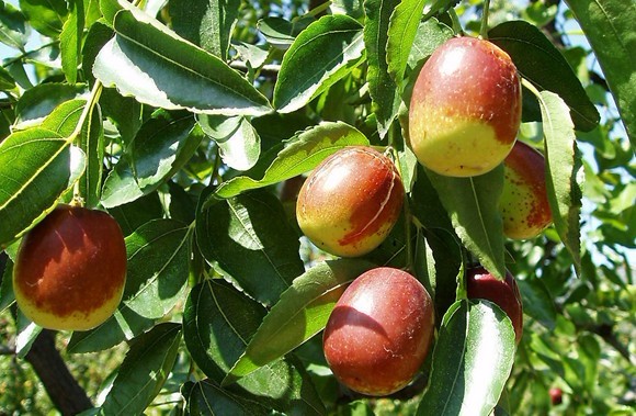 Ziziphus jujuba Mill. var. inermis (Bunge) Rehd.