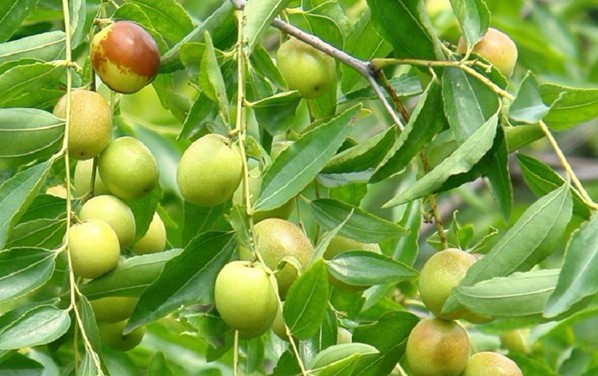 Ziziphus jujuba var. spinosa (Bunge) Hu