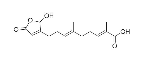 Dolichovespulide