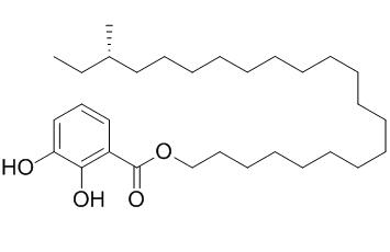 Gentiside B